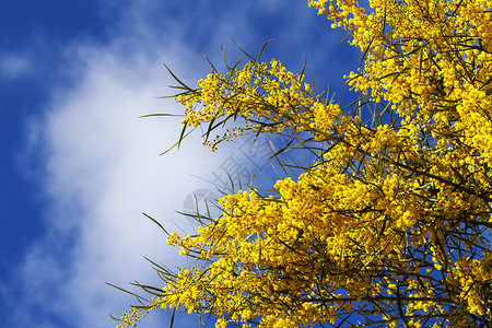 明亮的阳光照耀着B形上的光芒季节庆典花园植物群叶子花朵黄色问候语天空蓝色背景图片
