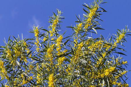 明亮的阳光照耀着B形上的光芒黄色植物天空宏观季节庆典花朵花园植物群叶子背景图片