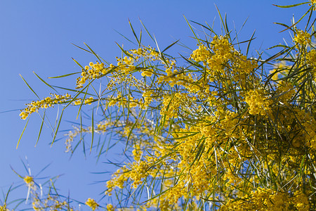 明亮的阳光照耀着B形上的光芒植物群花朵庆典花园黄色天空植物明信片宏观叶子背景图片