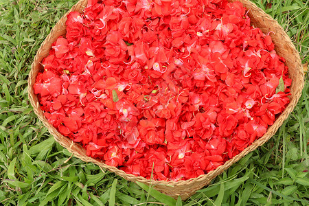 Balsamina的红色鲜花 和Balsamina草本植物叶子植物群荒野蔬菜香醋植物玫瑰雏菊宏观背景图片