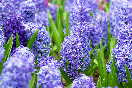 天注良缘花园里的花朵 春季的紫色花草地 花卉作为背景或贺卡 (注 请查看InfoFinland上的背景