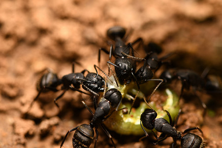 绿毛虫和黑蚁背景图片