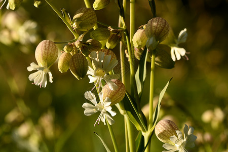 野田中常见的野地花朵澡堂植物学植被种子花瓣草地绿色植物背景图片