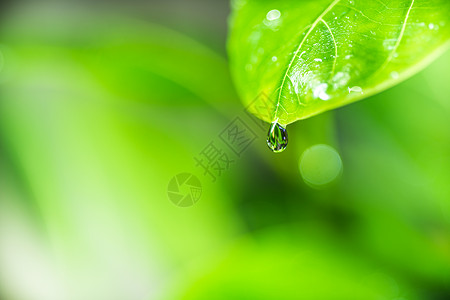 雨树叶叶子在模糊的绿色植物 b 上特写绿叶的自然观背景宏观季节公园环境生长阳光墙纸植物树叶背景