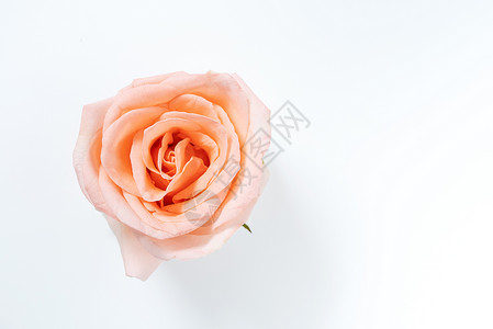 白色背景上方的单粉玫瑰花朵开花 与白色背景隔绝高清图片