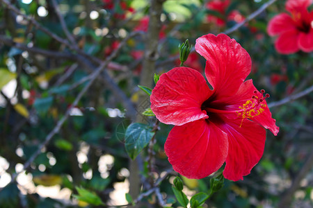 芙蓉仙贝与细节和绿色背景的美丽的芙蓉花 中国木槿 中国月季 夏威夷木槿 玫瑰锦葵 鞋黑植物背景