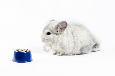 在白底蓝碗里吃着食物的中国辣椒龙猫种子宠物商城营养蓝色饮食动物背景小碗背景