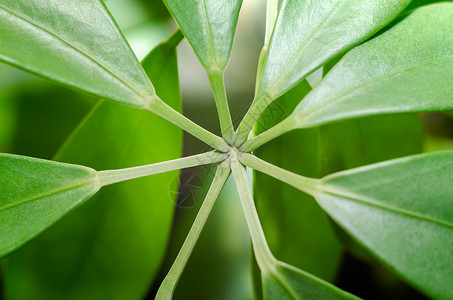 特写热带植物的绿树叶背景图片