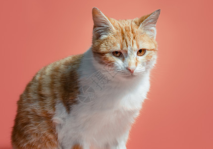 橙色背景的白红猫看起来受责备珊瑚色头发橙子猫科动物呕吐宠物情感喝叱背景图片