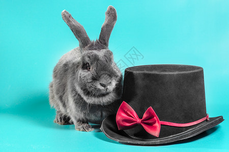 灰色长耳兔一只黑圆帽旁边的长毛小矮人兔子 在Turquoi上的黑圆顶上折兔布耳背景领结宠物黑色动物垂耳黑帽野兔背景
