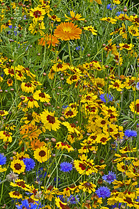 一个金色多彩的天然栽种花朵草地 配有科洛普西蜱虫花园橙子金子晴天种植蓝色花草甸吸引力黄色背景图片