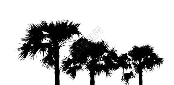 亚洲巴尔米拉棕榈树或糖棕树的顶视图 叶子在白色背景上 白色和黑色调背景图片