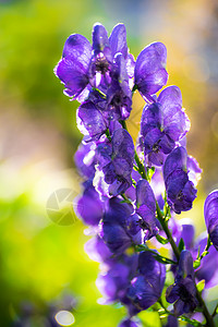雨后花朵的光芒 是阿科尼特人的光辉蓝色园艺植物群紫色狼毒草本植物乌头花园昆虫植物学背景