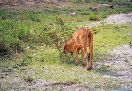 古尔班通牛在地上放牧背景