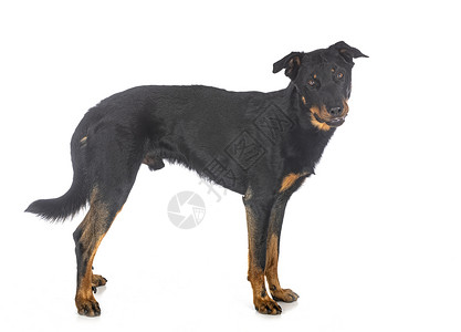黑色和黄褐色法国牧羊犬黑色的高清图片