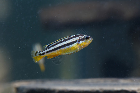 斑斑鱼烧烤红色蓝色热带尾巴淡水游泳宏观绿色水族馆背景图片