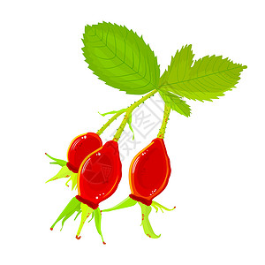 玫瑰果油白色背景中带有红色浆果的玫瑰果枝插画