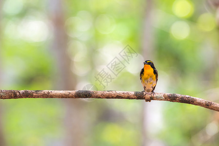 鸟鸟鸟树上鸟鸟橙黄色野生动物羽毛风险植物动物群荒野花园公园橙子背景