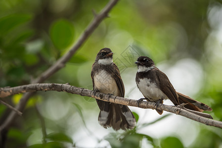 喉扇鹟自然野生的两只鸟猎鹰手足公园情谊花园植物朋友们羽毛弟兄们观鸟恐慌背景
