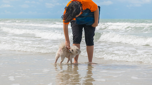 狗与海狗狗这么可爱的米色 在海滩旅行贵宾犬类宠物动物乐趣爆头面孔哺乳动物小狗背景