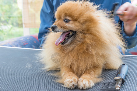 笑笑的波美拉尼亚德国史匹兹狗的侧面景色高清图片