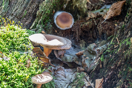 在枯木上的苔中的蘑菇蘑菇架苔藓棕色土壤绿色森林树干片状背景图片