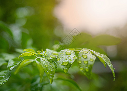 雨滴落在树叶上新鲜下雨天高清图片