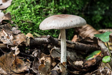 在枯萎的森林里站立着蘑菇土壤苔藓绿色枯木棕色树叶背景图片
