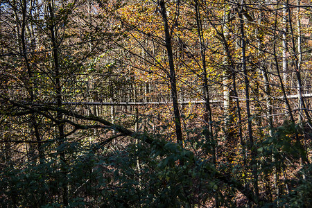 罗塔尔施泰格秋天的森林棕色的高清图片