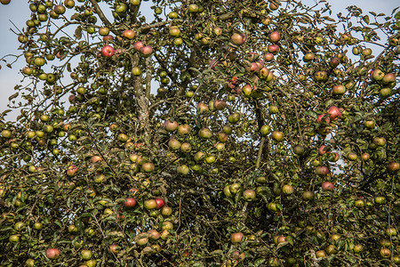 水果天空树枝上的彩色苹果红色苹果树仁果维生素植物黄色落叶水果蓝色天空背景