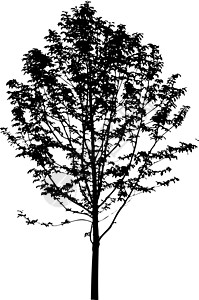 孤立在白色背景上的矢量树剪影 现实主义曲线灌木阴影衬套草图树干涂鸦公园乔木林地插画