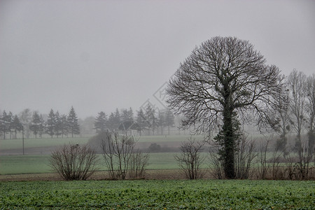 冬季农村地区树木摄影冷天背景