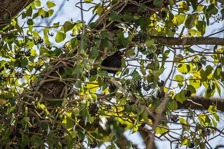 黑鸟坐在长春藤的树上树枝分支机构羽毛黑头树梢绿色枫树水果树叶黑色背景图片