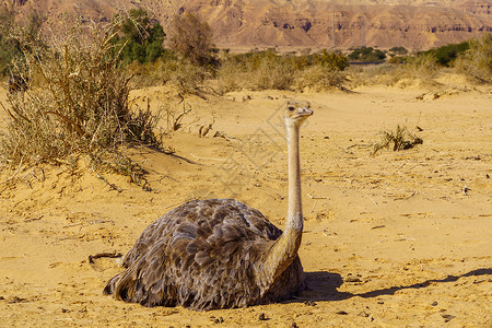 瓦塔銮Ostrich 在约特瓦塔海巴自然保护区灭绝生物学酒吧野生动物内盖夫鸵鸟公园环境濒危旅游背景