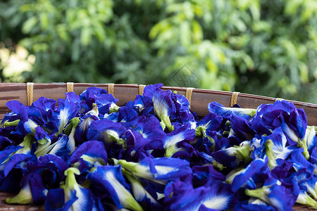竹茶新鲜蝶豆花紫色工具花园艺术蓝色热带太阳蝴蝶篮子植物背景图片