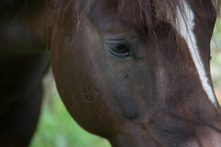 牧场上的白棕色马匹奇趾动物驮兽宠物绿色草地比赛蹄类尾巴家畜背景图片