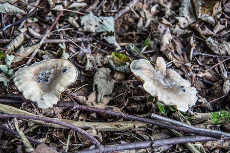 引信落叶林真菌实体棕色蘑菇树枝高清图片