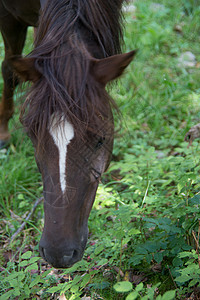 牧场上的白棕色马匹奇趾草地蹄类鬃毛比赛尾巴绿色宠物家畜动物背景图片
