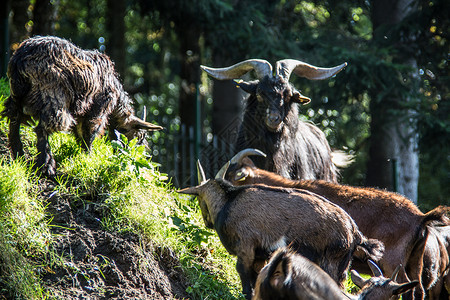 森林中的野山羊反刍动物动物山羊背景图片