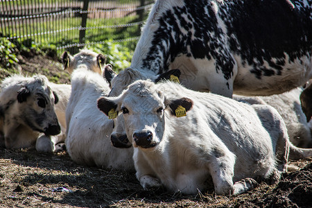 牲畜在牧草中反刍动物牛奶奶牛应商喇叭背景图片