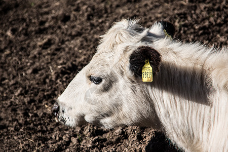牲畜在牧草中喇叭应商牛奶反刍动物奶牛背景图片