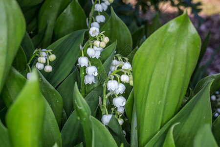 山谷的莉莉森林白色植物花朵绿色单子背景图片