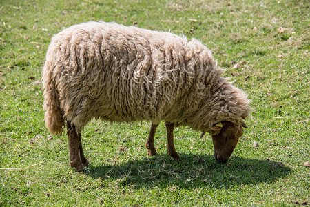 反刍偶蹄动物进食时 在牧草中放羊牧场山羊宠物动物害群食草绿色反刍动物毛皮羊毛背景