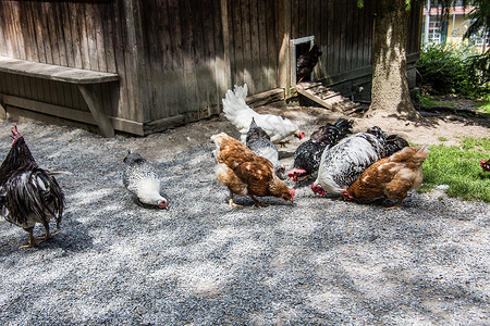 鸡载体花园里有鸡蹄和草地鸡鸟野鸡羽毛梳状草原牧场家禽鸡场公鸡背景