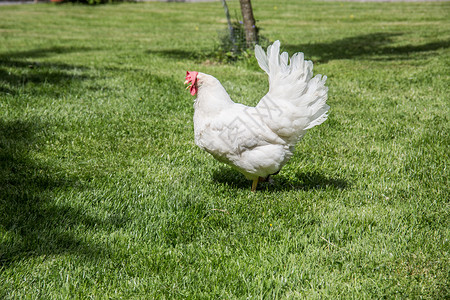 鸡载体花园里有鸡蹄和载体应商公鸡草原草地家畜羽毛鸡场母鸡野鸡背景