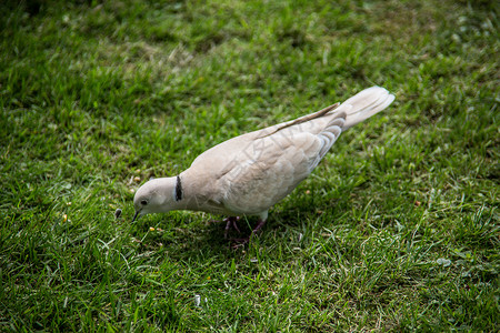 在花园里笑白鸽子白色打扫鸟类苍蝇笑鸽尾羽草地灰色羽毛绿色背景图片