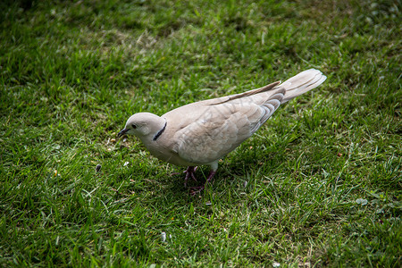 在花园里笑白鸽子灰色白色笑鸽绿色草地鸟类羽毛打扫苍蝇尾羽背景图片