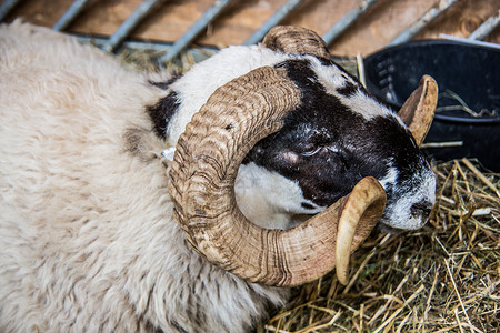 大角羊在马棚里喇叭农场棕色宠物山羊白色羊毛恶语反刍动物动物背景