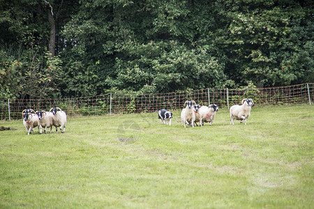 牧狗养的羊群边缘羊肉森林草甸工作绵羊绿色羊毛养殖动物背景图片