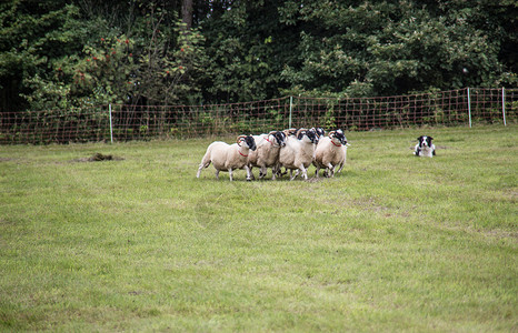 牧狗养的羊群绿色动物边缘绵羊羊毛森林牧羊犬羊肉养殖草地背景图片